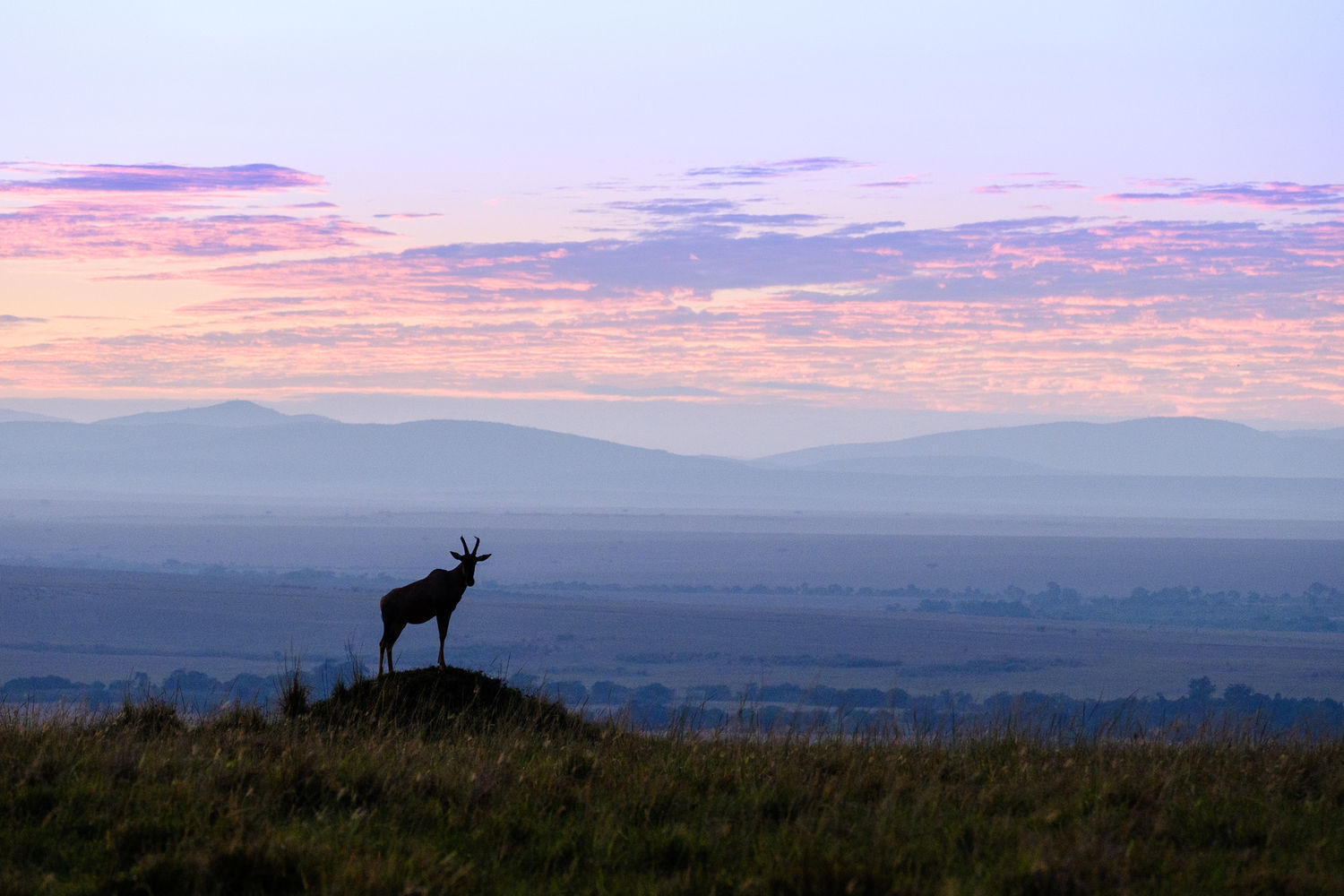 We vertrekken voor zonsopkomst om het mooie licht te vangen. © Jeffrey Van Daele