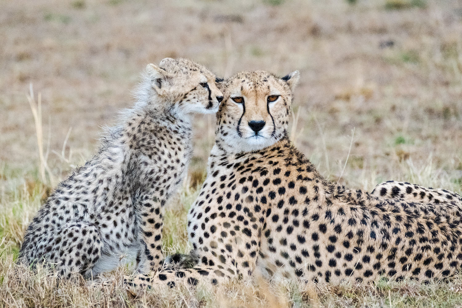 Wie vindt er dit nu niet schattig? © Jeffrey Van Daele