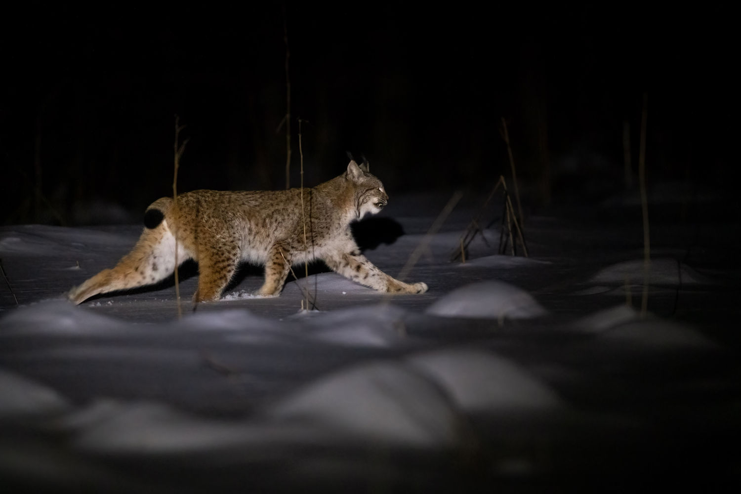 Europese lynx
