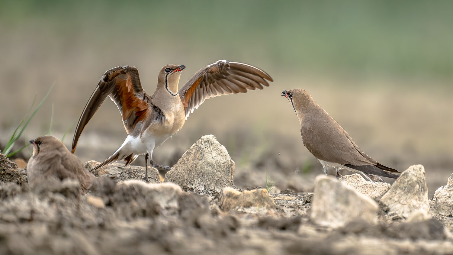 © STARLING reizen