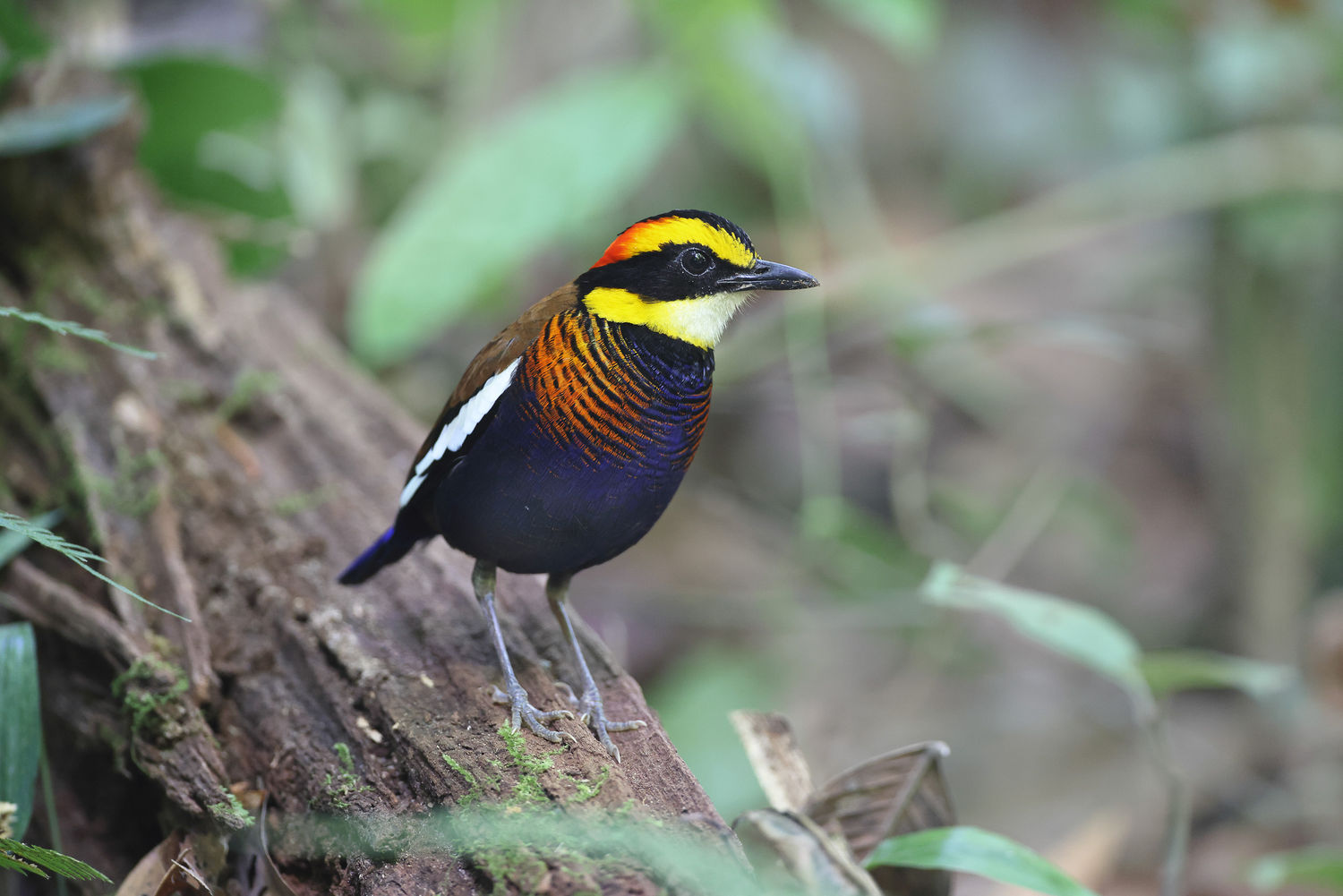 Malayan banded pitta (male) © Jan-Peter Kelder