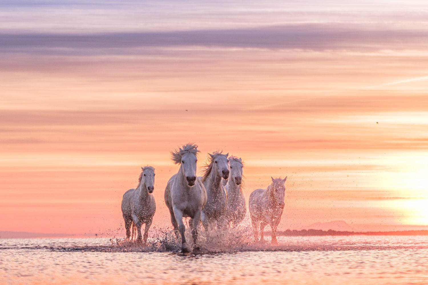 © Jeffrey Van Daele