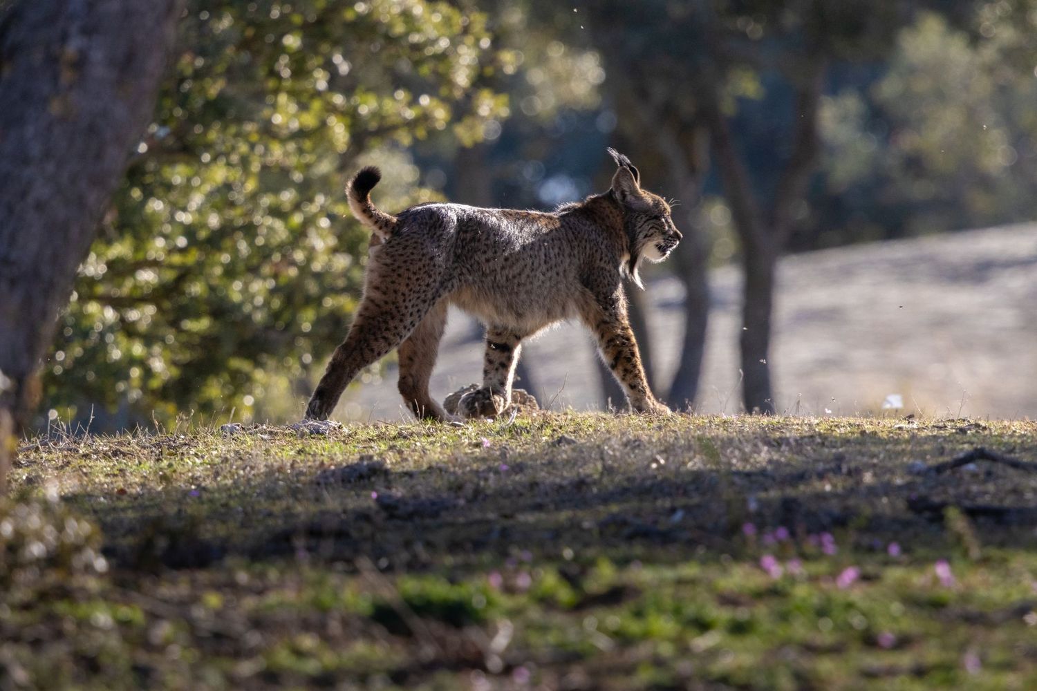 Iberische lynx