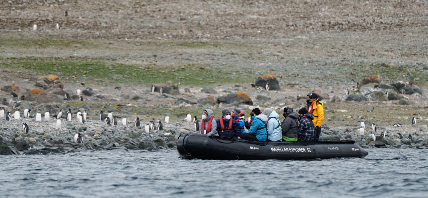 Gentoo penguins © STARLING reizen