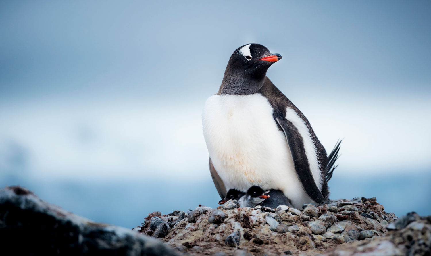 Gentoo penguin © STARLING reizen