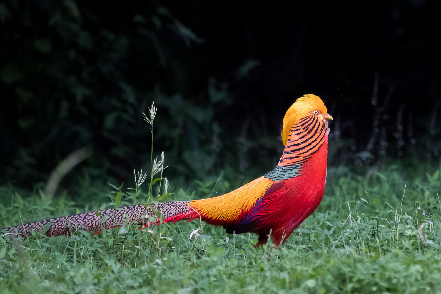 © STARLING reizen