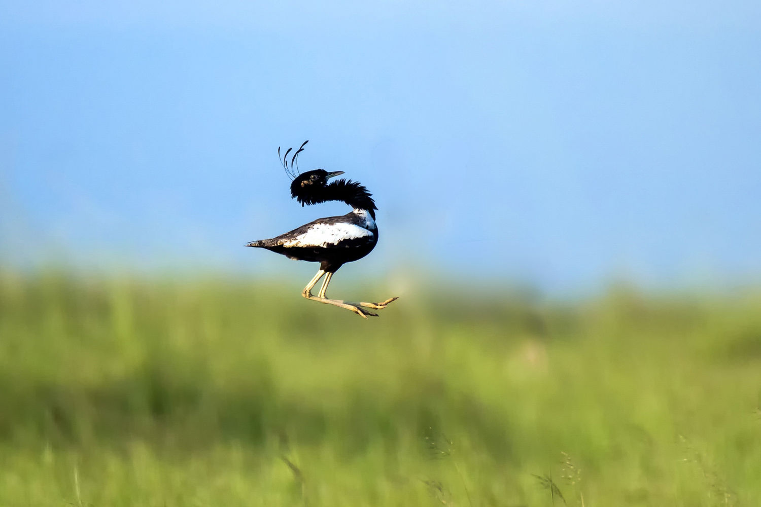 lesser florican © STARLING reizen