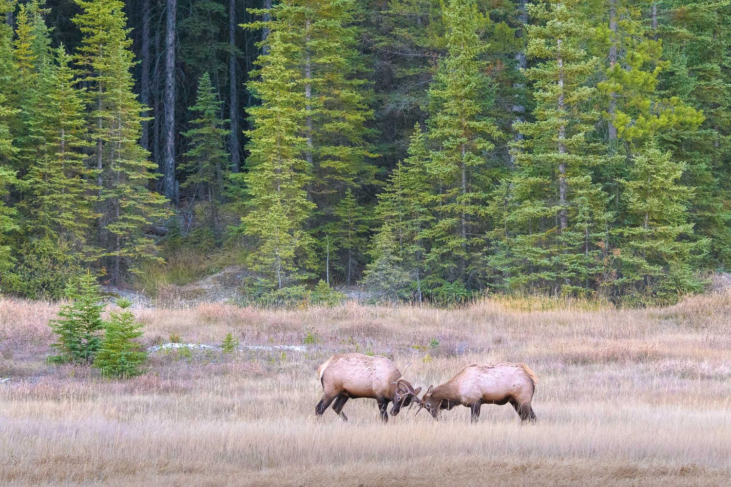 Jasper National Park, Canada