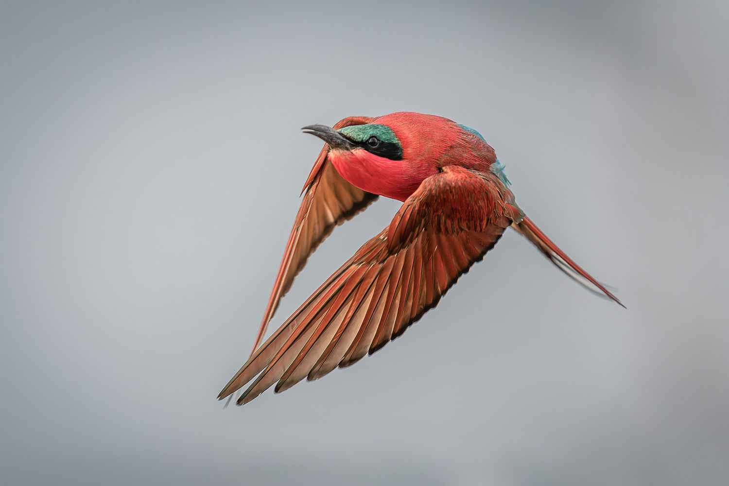 Southern carmine bee-eater flies over bare branch