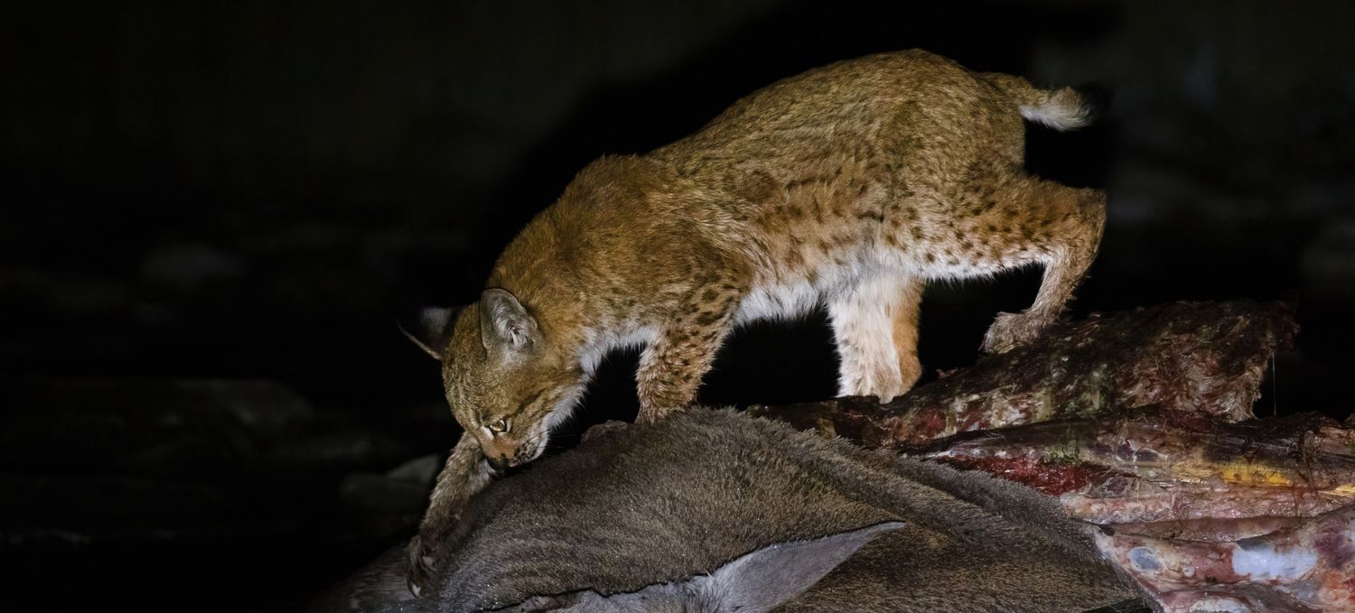 Euraziatische lynx © Jan Kelchtermans