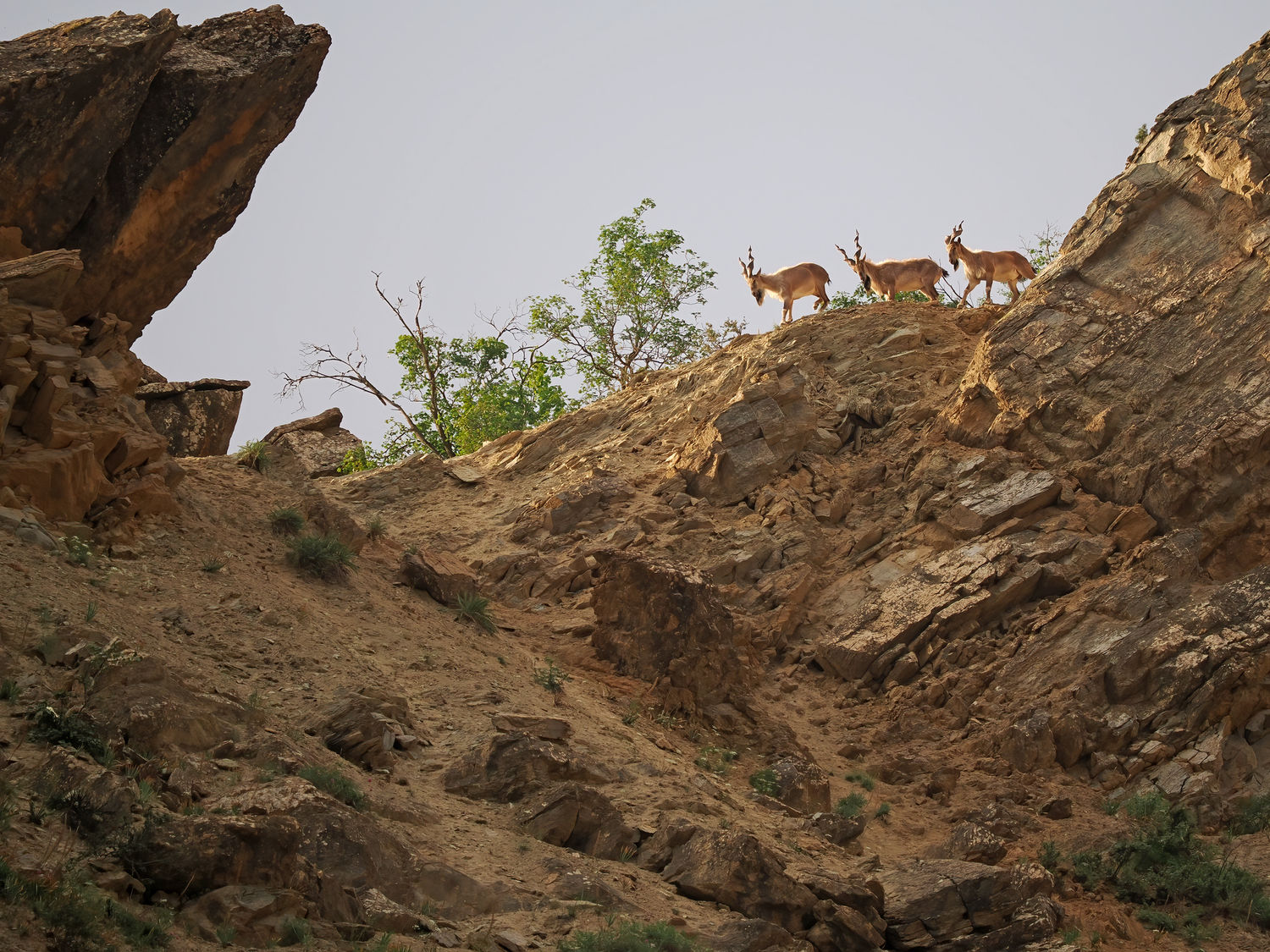 Markhor. © STARLING reizen