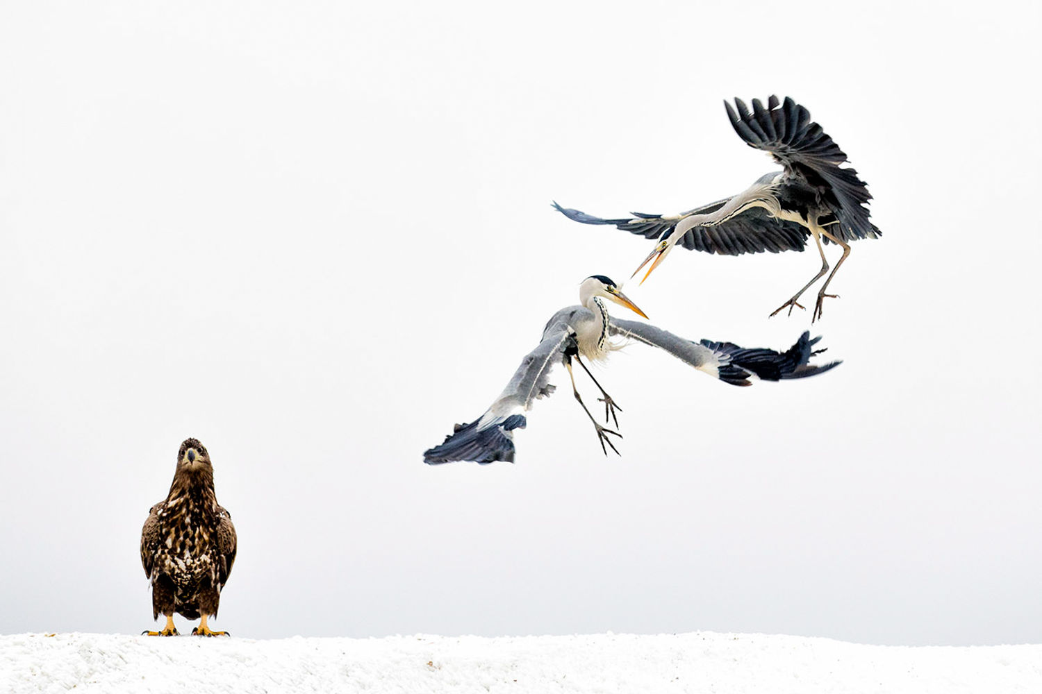 © Bence Máté