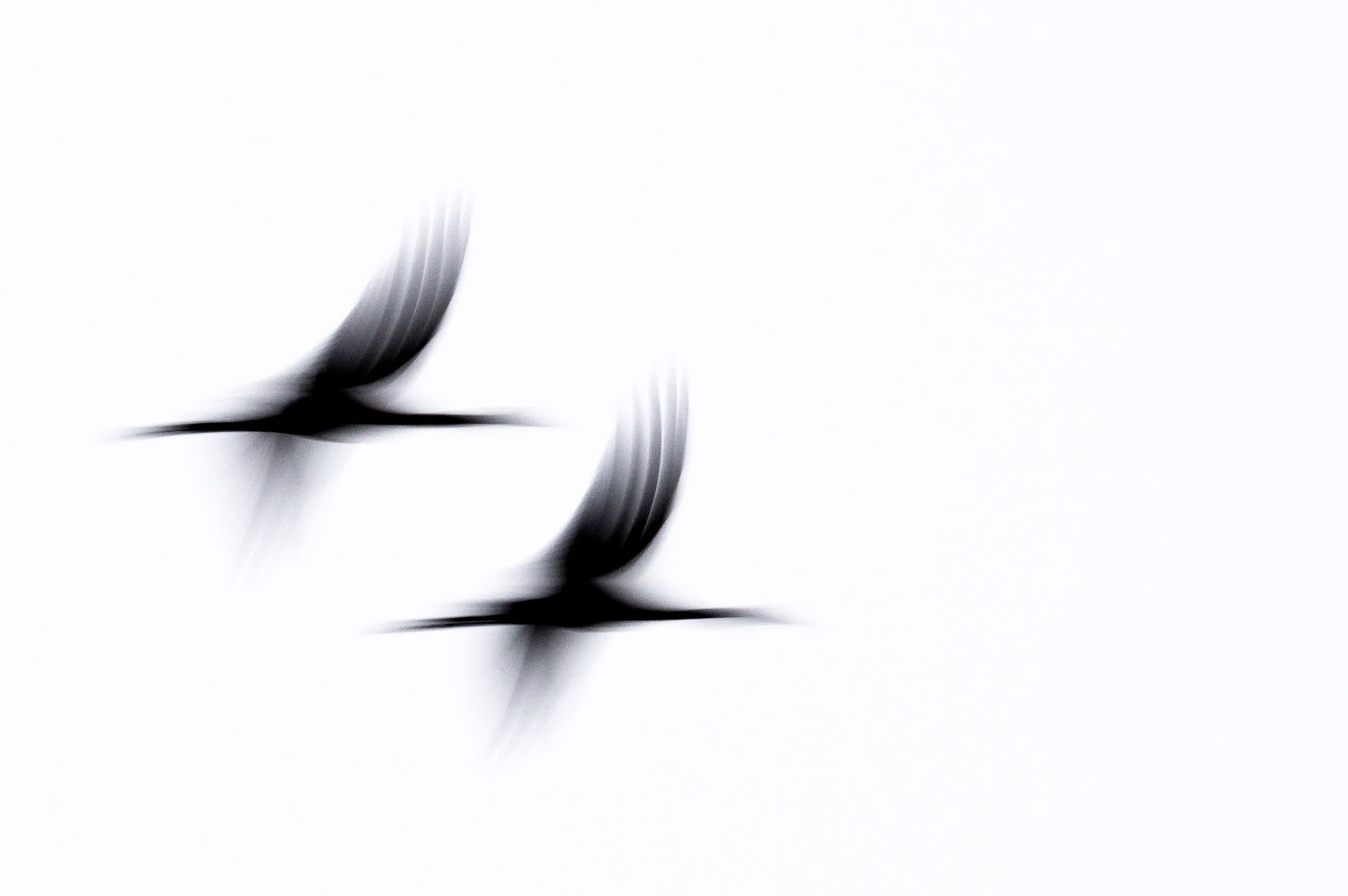 © Billy Herman