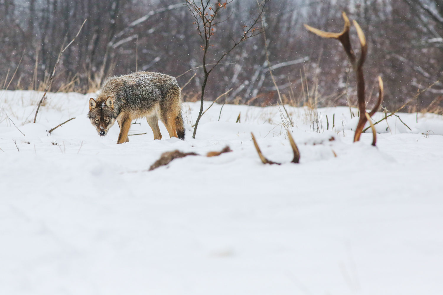 Een wolf vlakbij een kadaver van een edelhert. © STARLING reizen