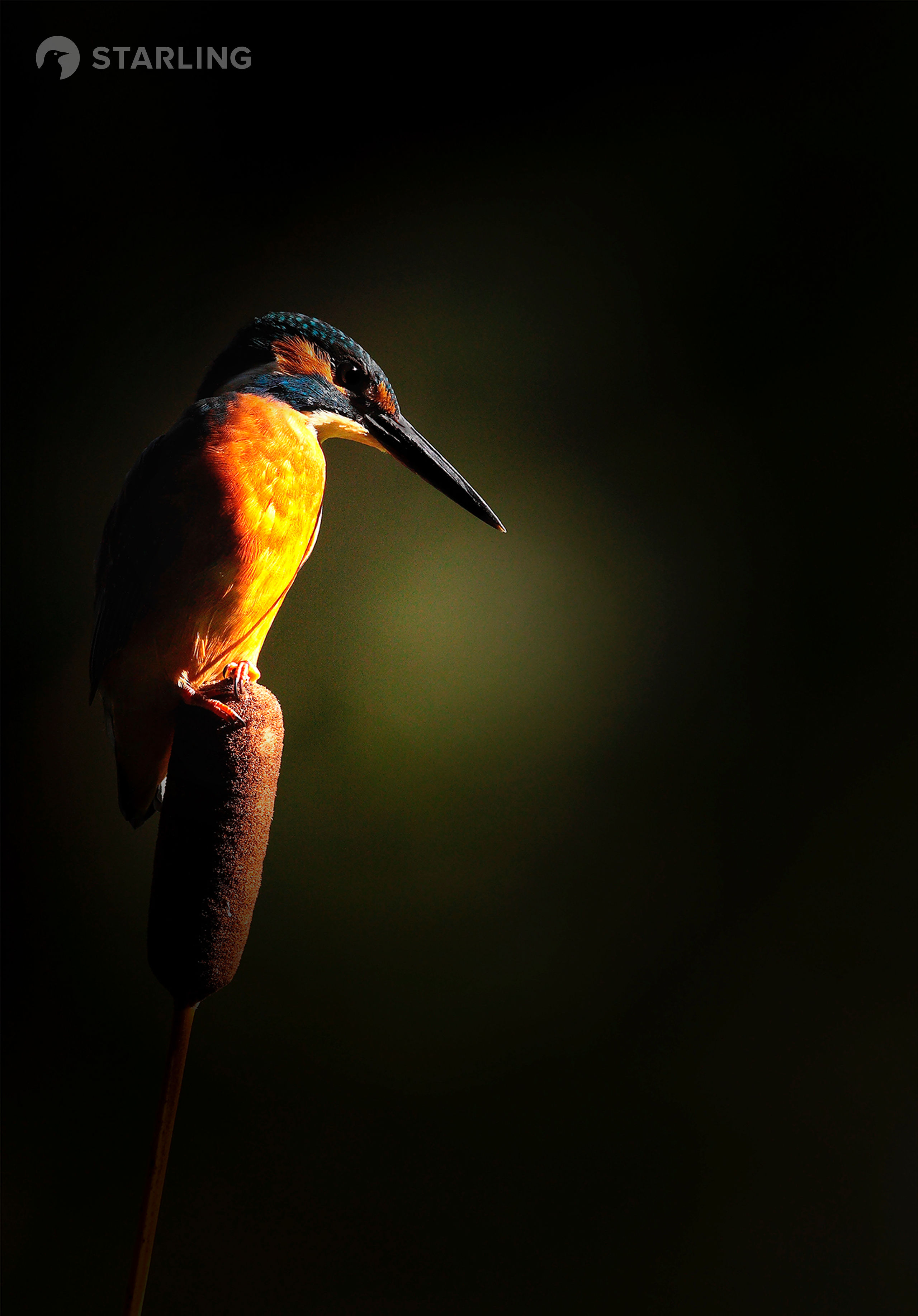 Martin-pêcheur : apprenez tout sur l'oiseau des rivières - La