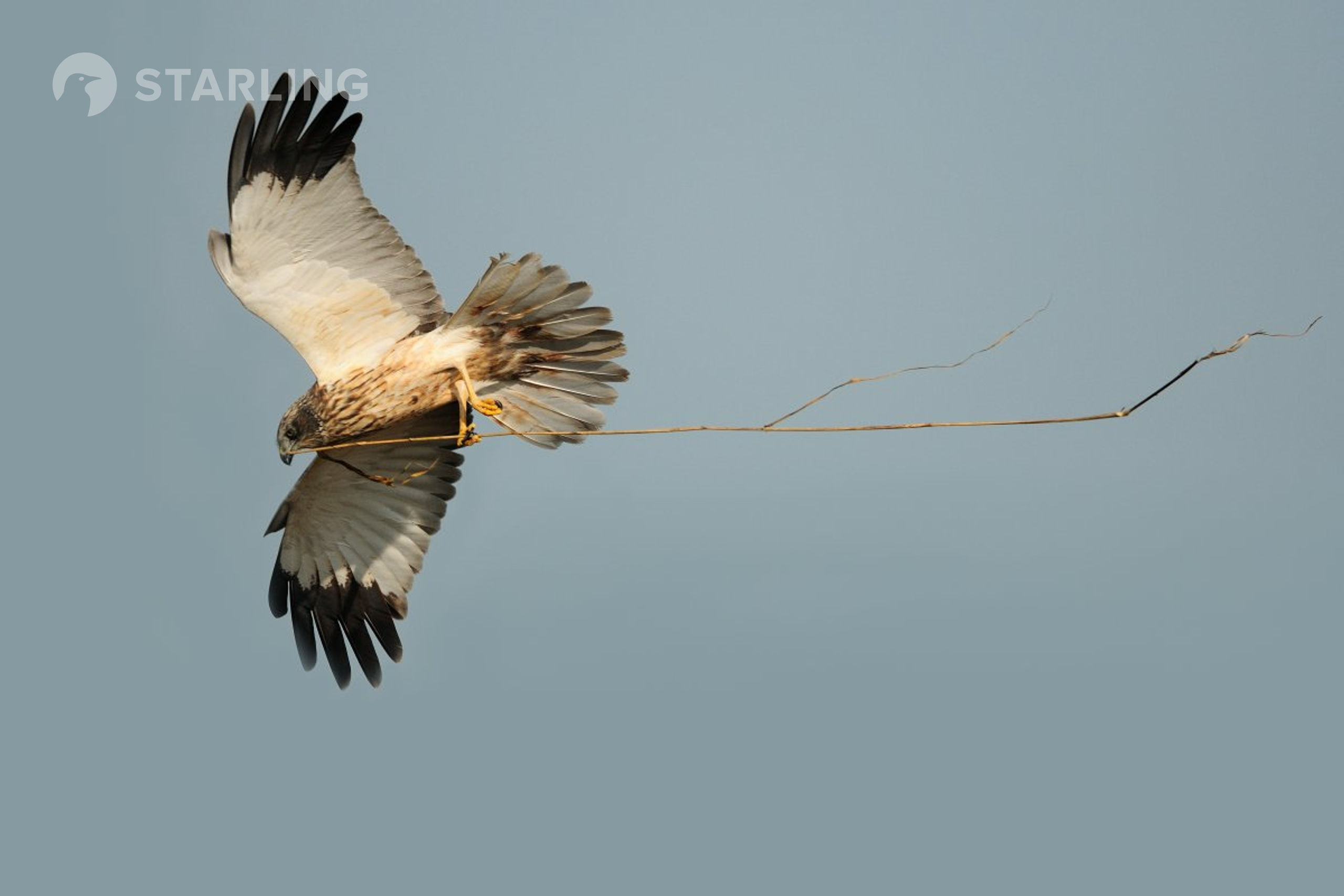 Bruine kiekendief. © STARLING reizen