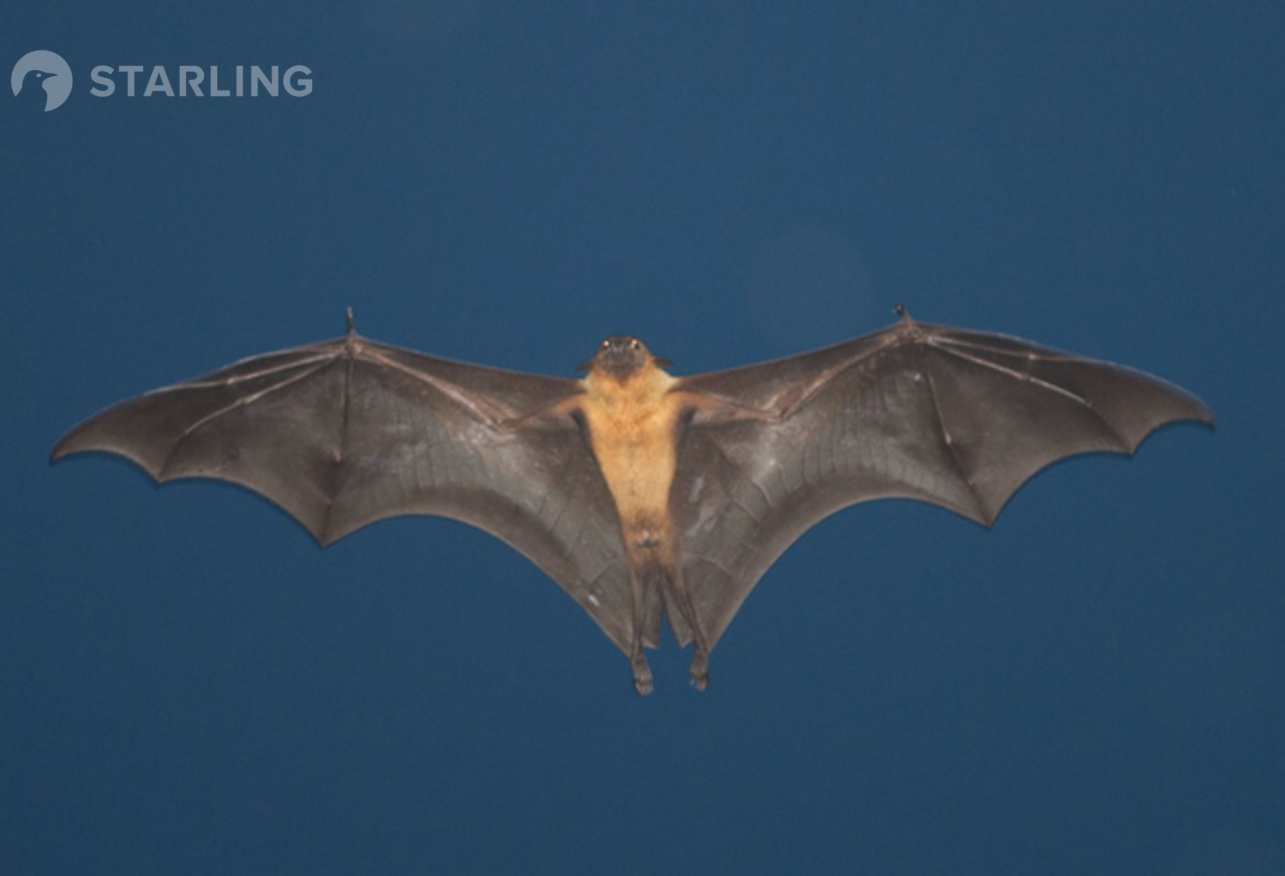 Vleermuis in vlucht, Sri Lanka. © David 'Billy' Herman