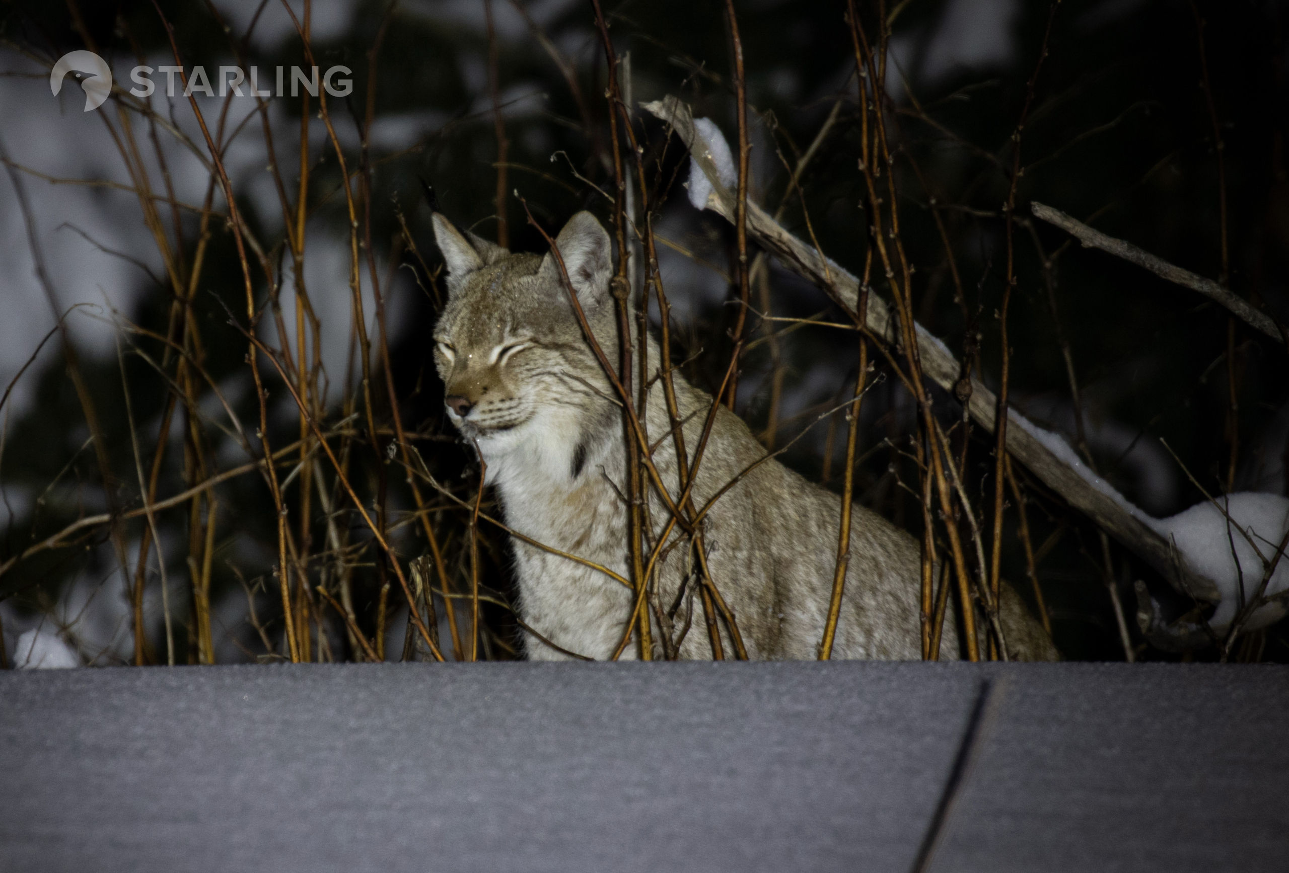 The History of Lynx Sightings in New York