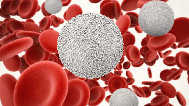 ماذا يعني ارتفاع neutrophils انخفاض lymphocytes - كراسة