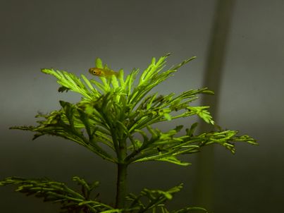 Photograph titled Aquarium Baby