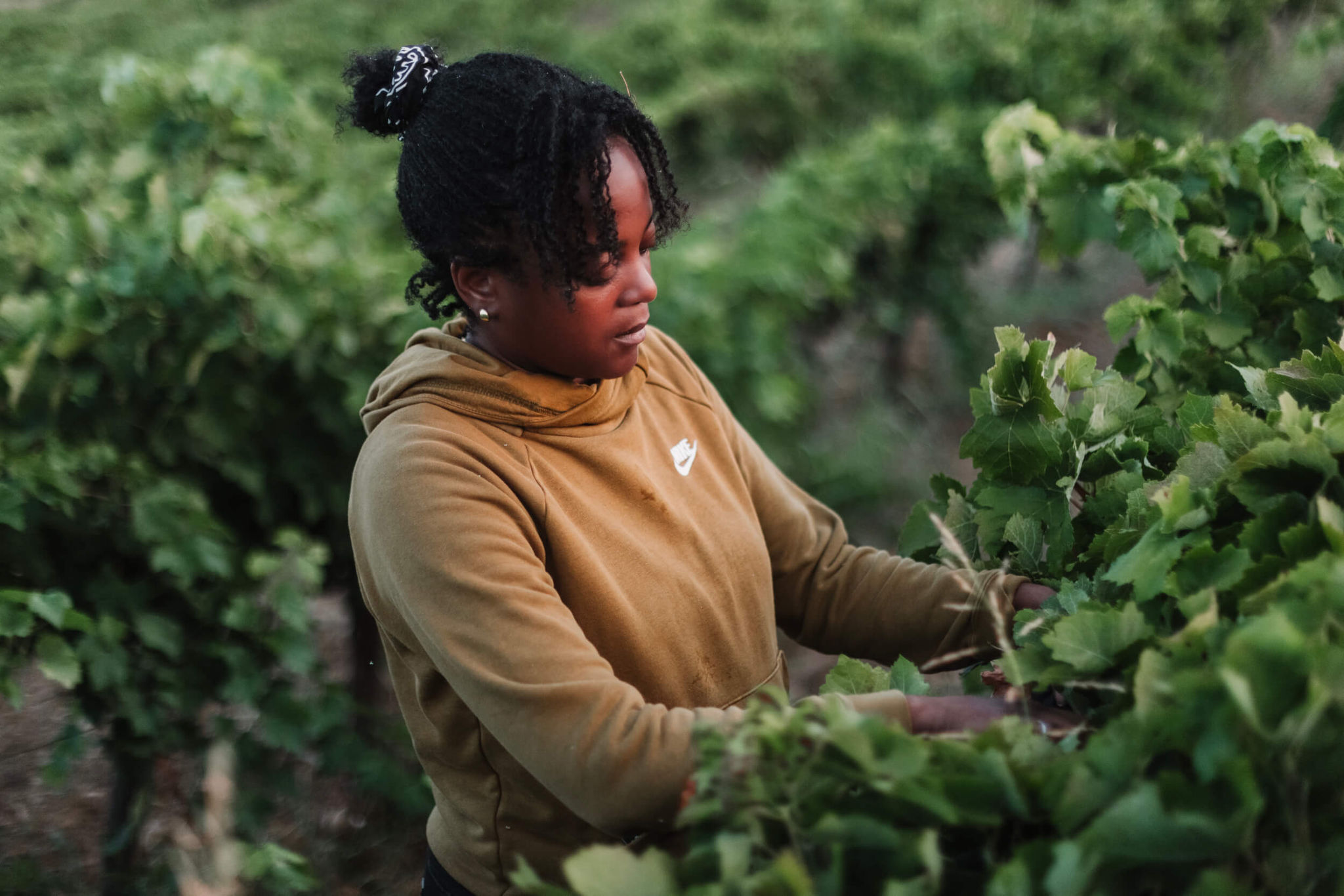 France-Laure Dussurget dans les vignes