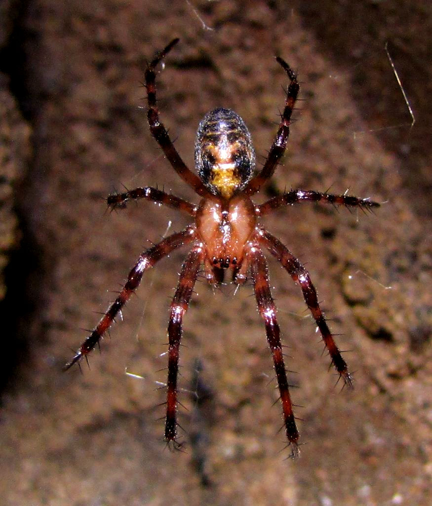 Cave spider