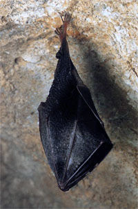 Netopirji v Kostanjeviški jami med hibernacijo