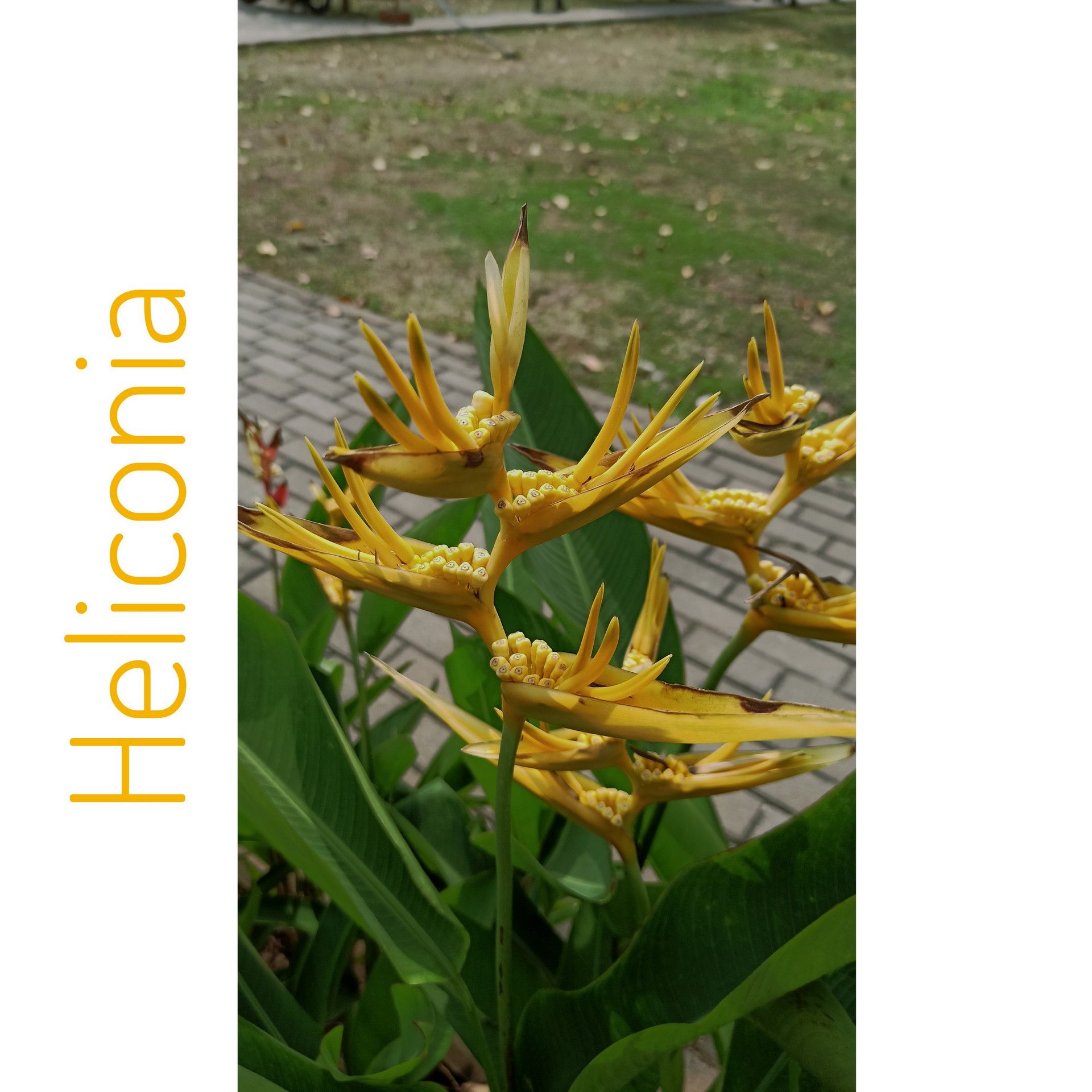 Heliconia Flower