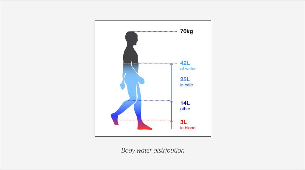 Body water distribution explained.