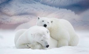 Image of two polar bears sleeping