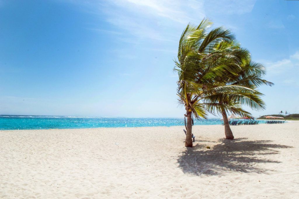 Sandy beach with two palm trees and sunny weather.