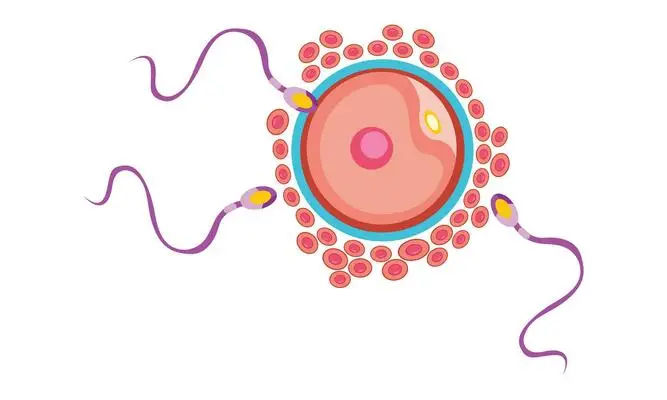 dấu hiệu thụ thai sau 2 ngày quan hệ
