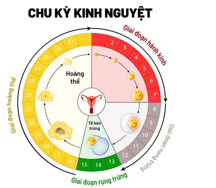 Kích Trứng: Quy Trình và Phương Pháp Cần Biết
