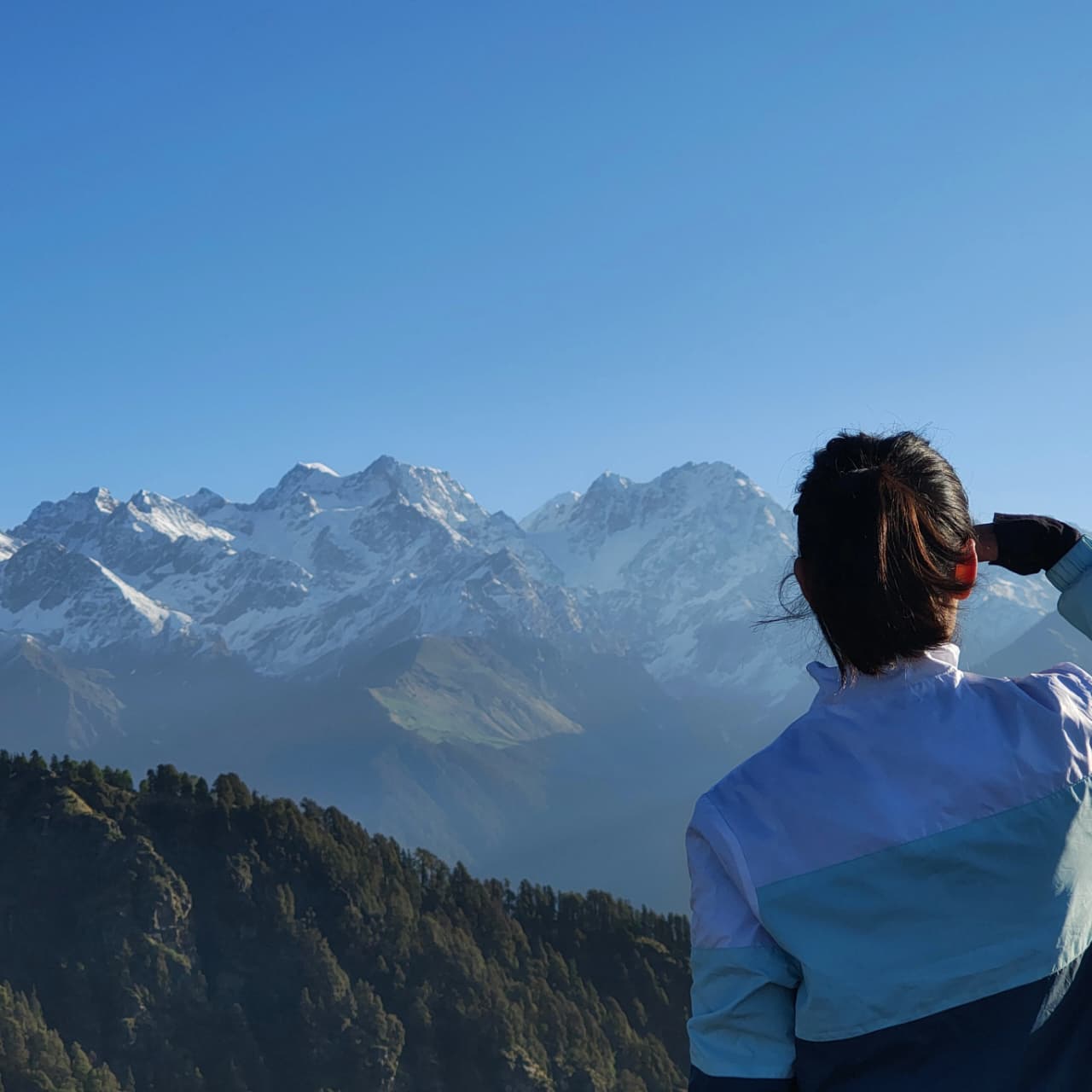 Himalayan Forests: Nature's Carbon Vaults and Why We Must Protect Them  