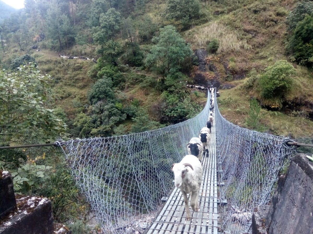 The Indigenous tradition sustaining Nepal’s alpine pastures amid climate change