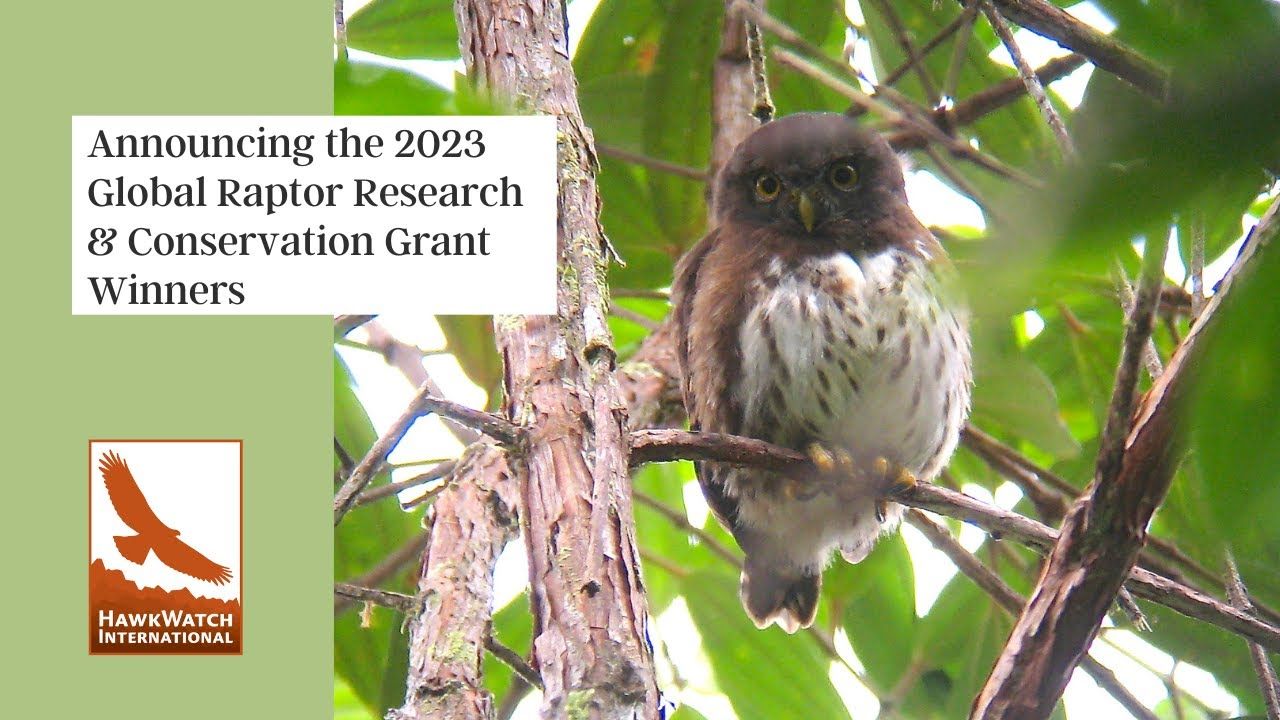 Global Raptor Research & Conservation Grant