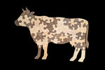 Dairy Cow - Large Puzzle