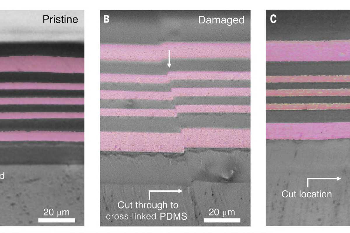 A recent study by Christopher Cooper shows autonomous alignment and healing between immiscible dynamic polymers in a multilayered film. Cross-sectional optical microscope images of (A) the pristine hot-pressed multilayer laminate, (B) the damaged and misaligned laminate, and (C) the healed and realigned laminate after annealing for 24 hours at 70°C. The cross-linked PDMS substrate (bottom layer) was unable to heal and marks the damage site.