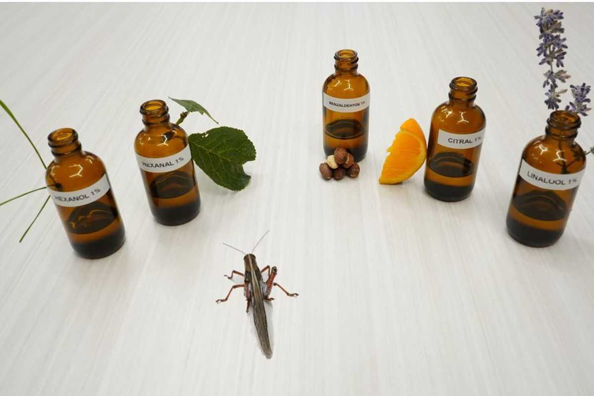 Barani Raman and his lab studied the behavior of the locusts and how the neurons in their brains responded to appealing and unappealing odors to learn more about how the brain encodes for preferences and how it learns. (Credit: Raman lab)