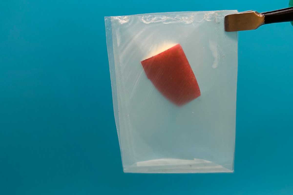 LEAFF bioplastic packaging holds an apple slice. The original form of this fermented sugar-based plastic requires high temperature composting to degrade, but WashU’s engineers have a new form of this packaging that degrade into harmless organic material at room temperature. (Photo: Puneet Dhatt).