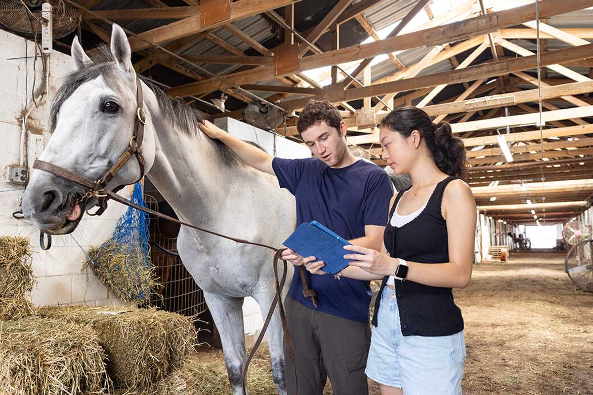 Student is helping local startup Equine Smartbit build a 'smartwatch' for horses