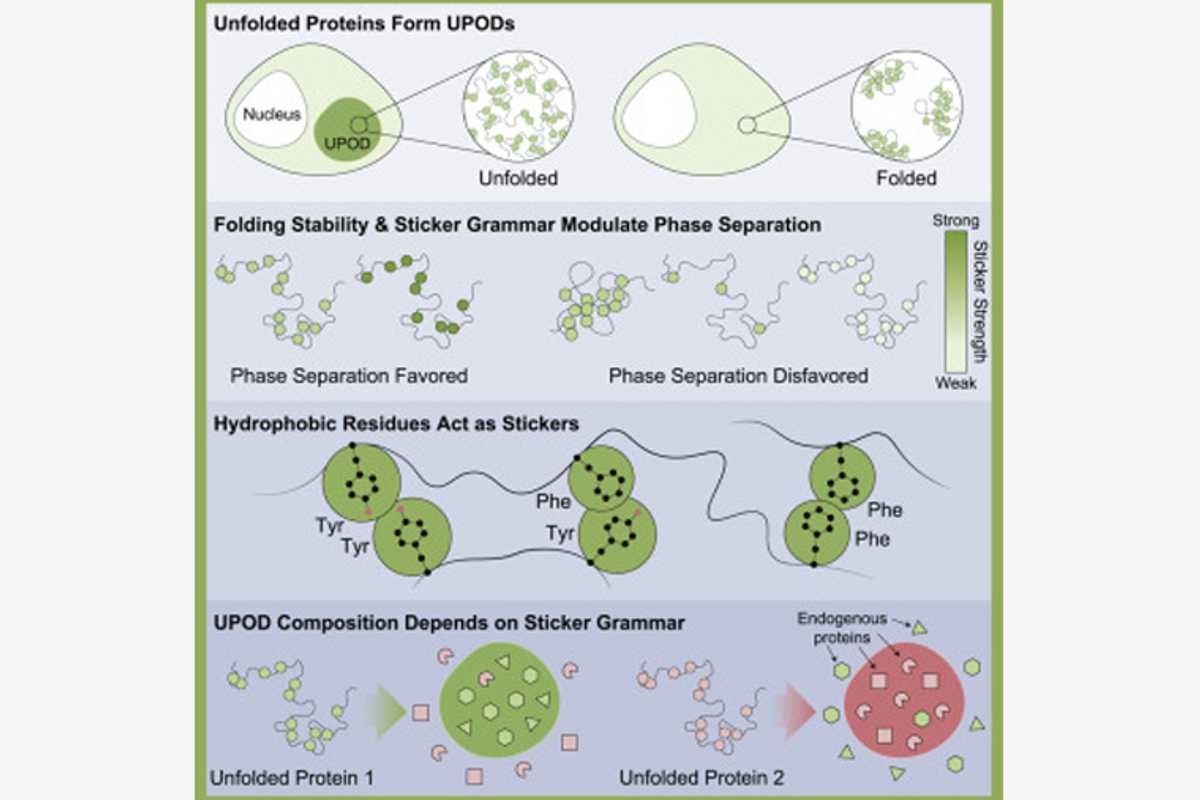 A collaborative research project involving the McKelvey School of Engineering has uncovered the rules that govern the process of cleaning up unfolded proteins in a cell — and found that exceptions to these rules may play a role in dysfunction. (Image: Pappu lab)