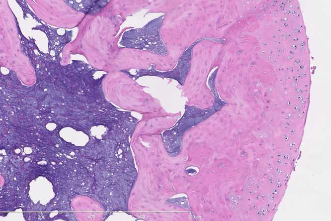 Microscopic images of a contracted rat elbow joint help Spencer Lake’s lab evaluate the number and types of cells present in different tissues within the joint and how tissues change over time and following various treatments. (Courtesy: Lake lab) 