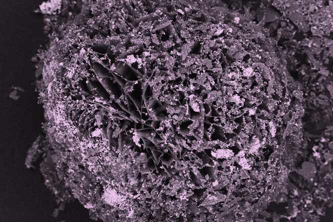 Floral hydromagnesite particles mixed with white nickel-sulfide particles formed after two hours of carbonation and sulfidation, as seen under a scanning electron microscope. (Credit: Young-Shin Jun)