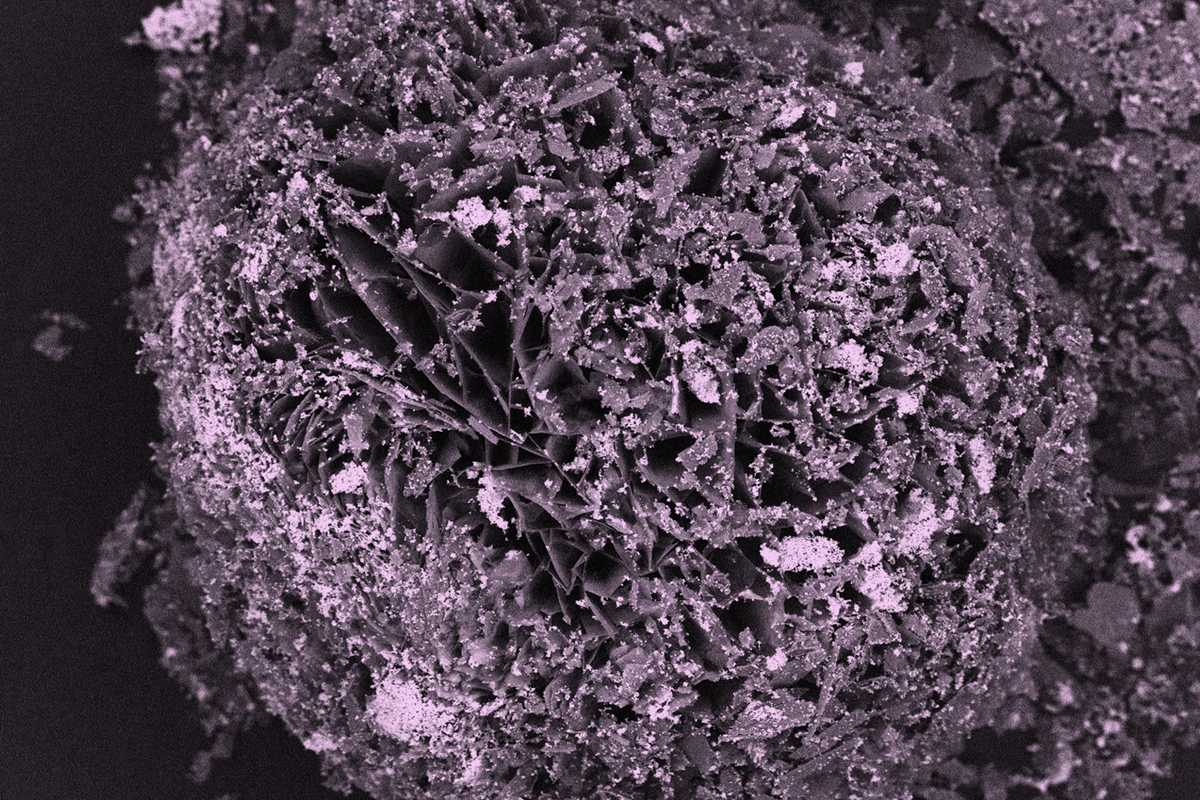 Floral hydromagnesite particles mixed with white nickel-sulfide particles formed after two hours of carbonation and sulfidation, as seen under a scanning electron microscope. (Credit: Young-Shin Jun)