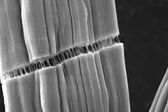 Closeup of microscopic “rebar” that adds strength to carbon fiber. This extra strength is incorporated into the material via functionalized single-walled carbon nanotubes. The manufacturing process was developed by WashU engineers to make use of waste material lignin and further strengthen carbon fiber used in automotive and energy industries. (Image: Yuan lab).