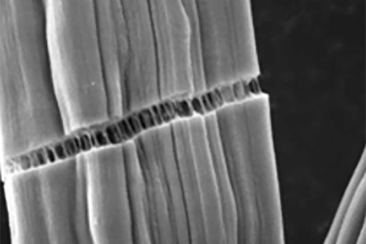 Closeup of microscopic “rebar” that adds strength to carbon fiber. This extra strength is incorporated into the material via functionalized single-walled carbon nanotubes. The manufacturing process was developed by WashU engineers to make use of waste material lignin and further strengthen carbon fiber used in automotive and energy industries. (Image: Yuan lab).