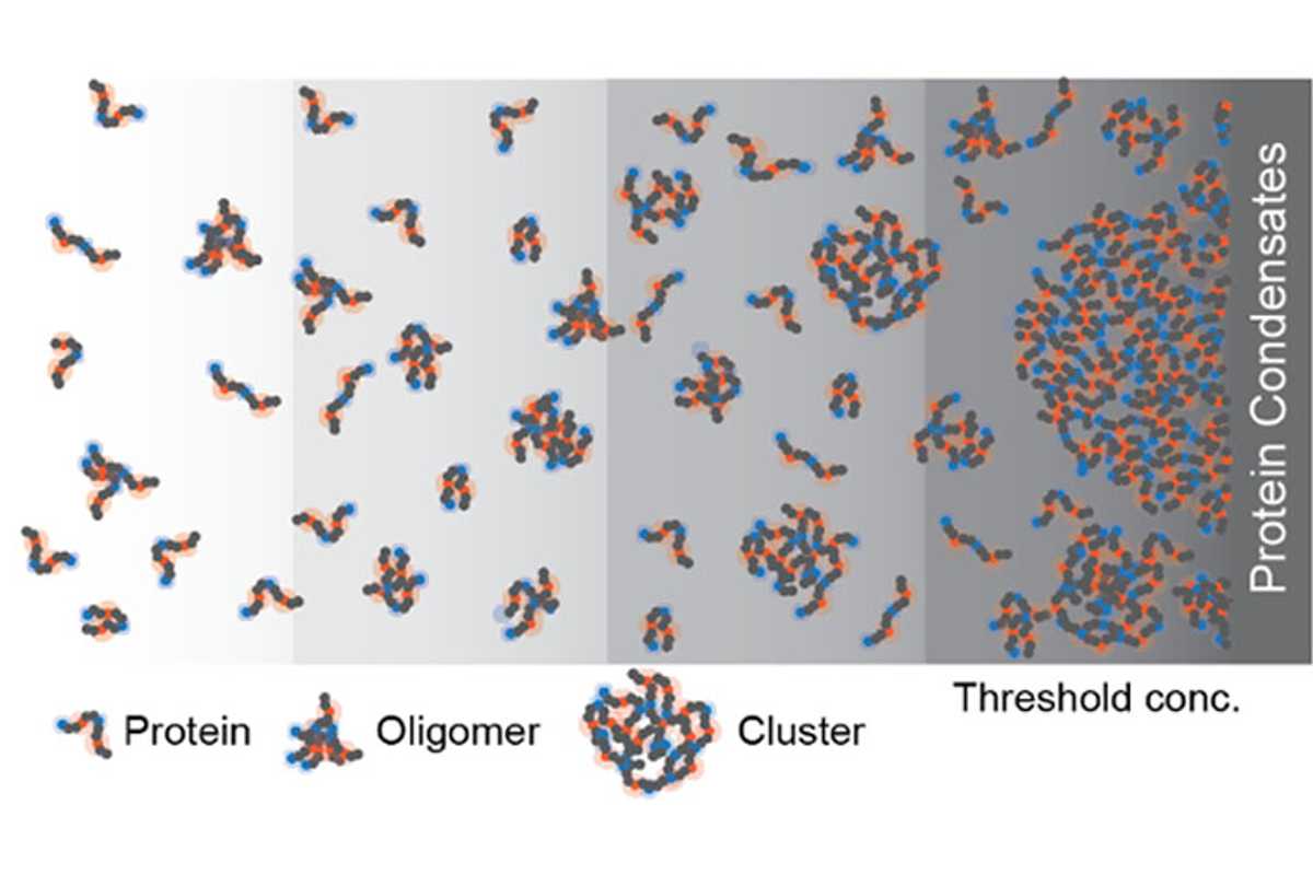 Schematic showing the diverse spectrum of species whose sizes and abundance grow continuously with concentration even below threshold concentration of condensate formation. The grey scale represents the protein concentration. (Image: Rohit Pappu and Mrityunjoy Kar)