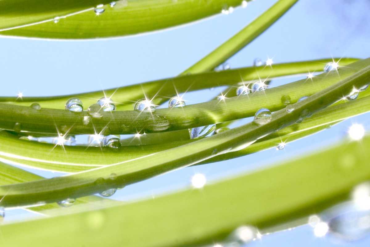 Interactions of specific plant proteins with molecular motors contribute to biomolecular condensates and cellular functions in plants, according to research from Washington University biomedical engineers and Duke University plant biologists. (Photo: Shutterstock)