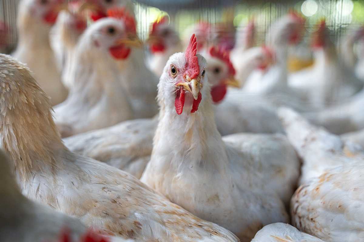 Researchers at Washington University in St. Louis have developed a sensor that detects airborne H5N1 avian flu. The sensor could be used in large agricultural operations to monitor pathogen outbreaks. (Photo: Shutterstock)
